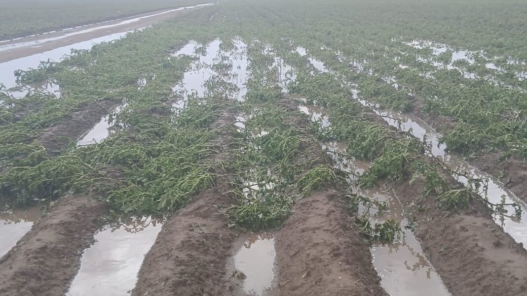 2298502-los-altos-hay-perdidas-totales-en-cultivos-y-danos-en-el-sector-tabacalero