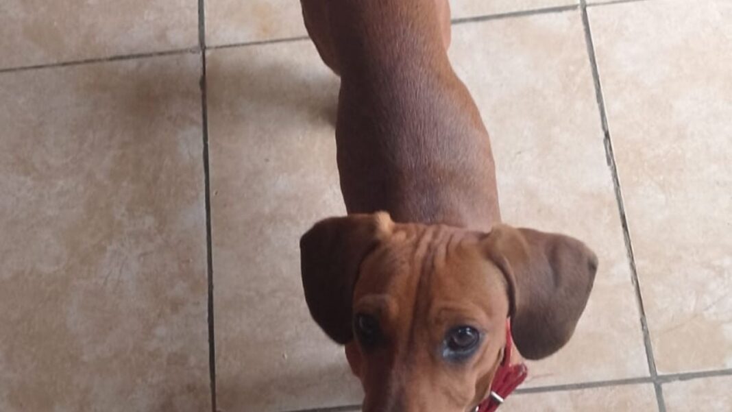 Perrita salchicha adulta robada en Valle Chico