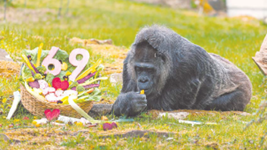 Fatou, la gorila más longeva del mundo, en su recinto del zoológico de Berlín.