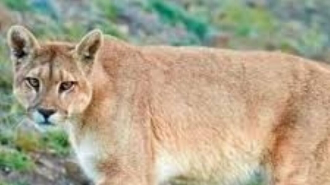 Puma en su hábitat natural, especie protegida en Catamarca