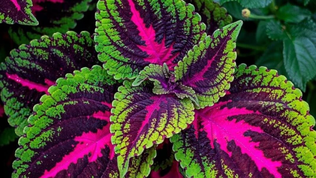 Plantas de sombra en un rincón con poca luz natural