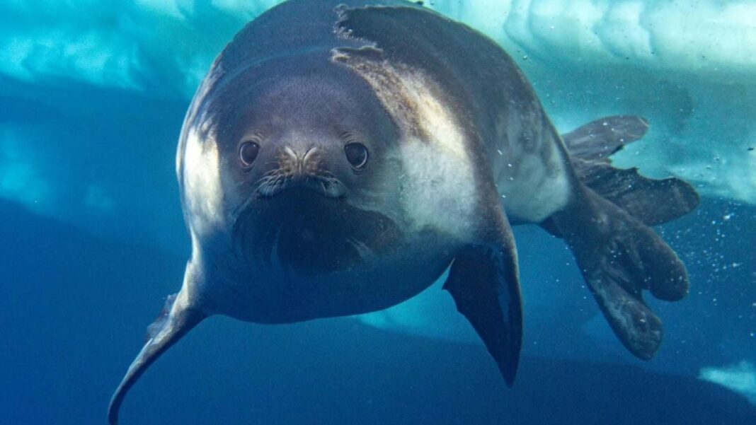 Fotografía submarina de una foca de Ross nadando en las aguas de la Antártida.
