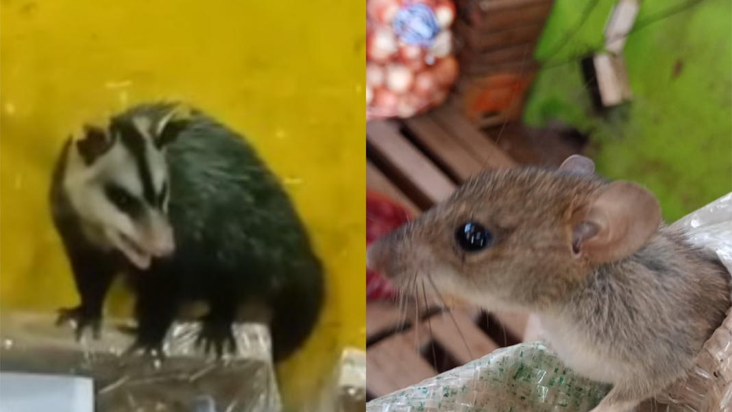 Imagen de ratas en mercadería de verdulería en Valle Viejo