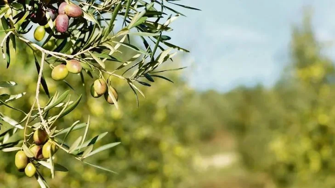 Campo de olivos en Catamarca con sistema de riego