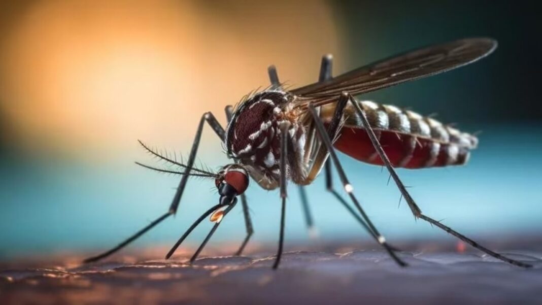 Mosquito transmisor de dengue y chikungunya en Catamarca