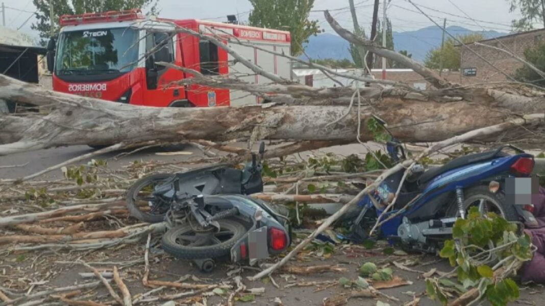 Árbol caído sobre motocicletas en Las Heras, Mendoza, tras viento Zonda