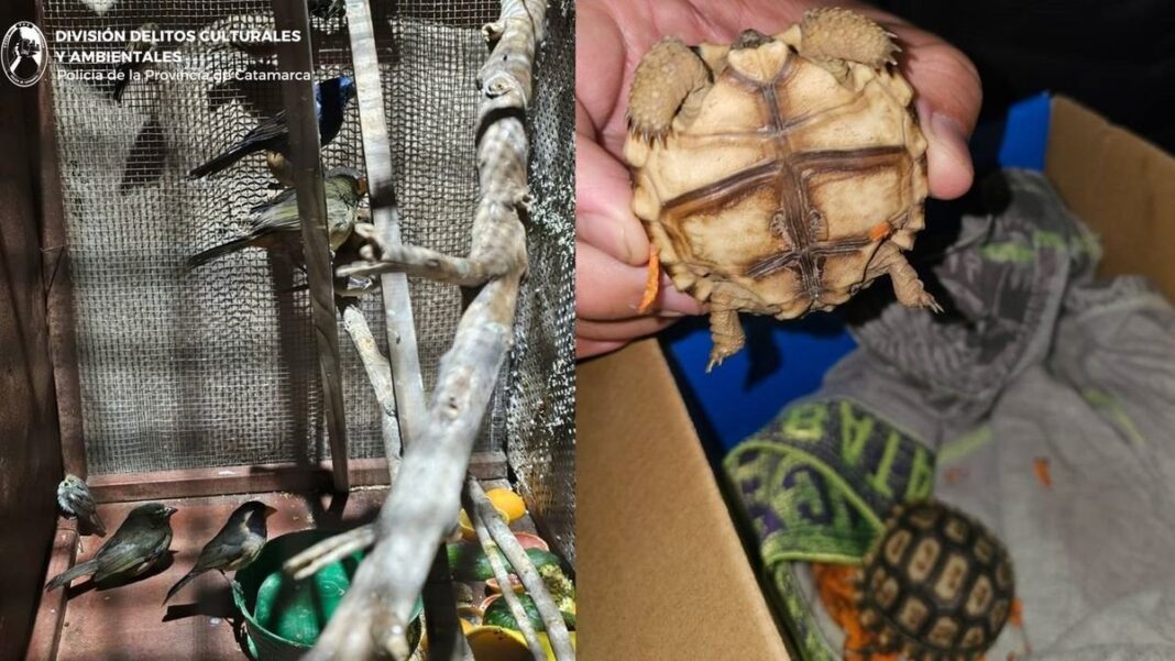 Imagen ilustrativa de tortugas y aves silvestres rescatadas en allanamiento en Valle Chico