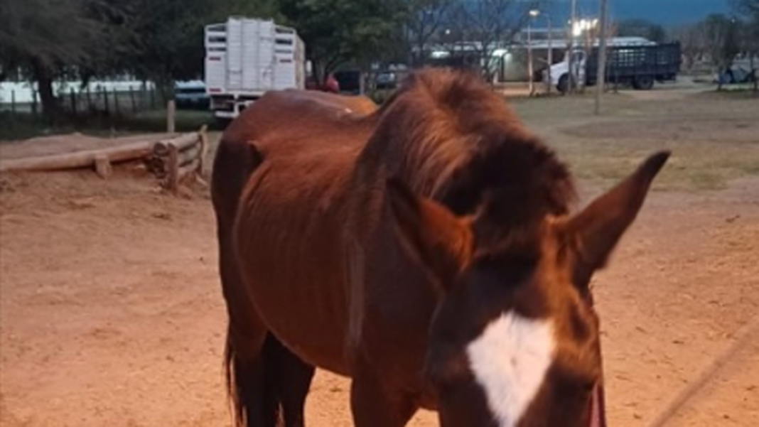 Animales equinos y mular secuestrados en Ruta Nacional N° 38
