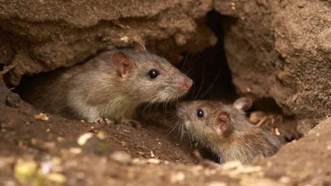 Investigador tomando muestras de un roedor silvestre en zona rural