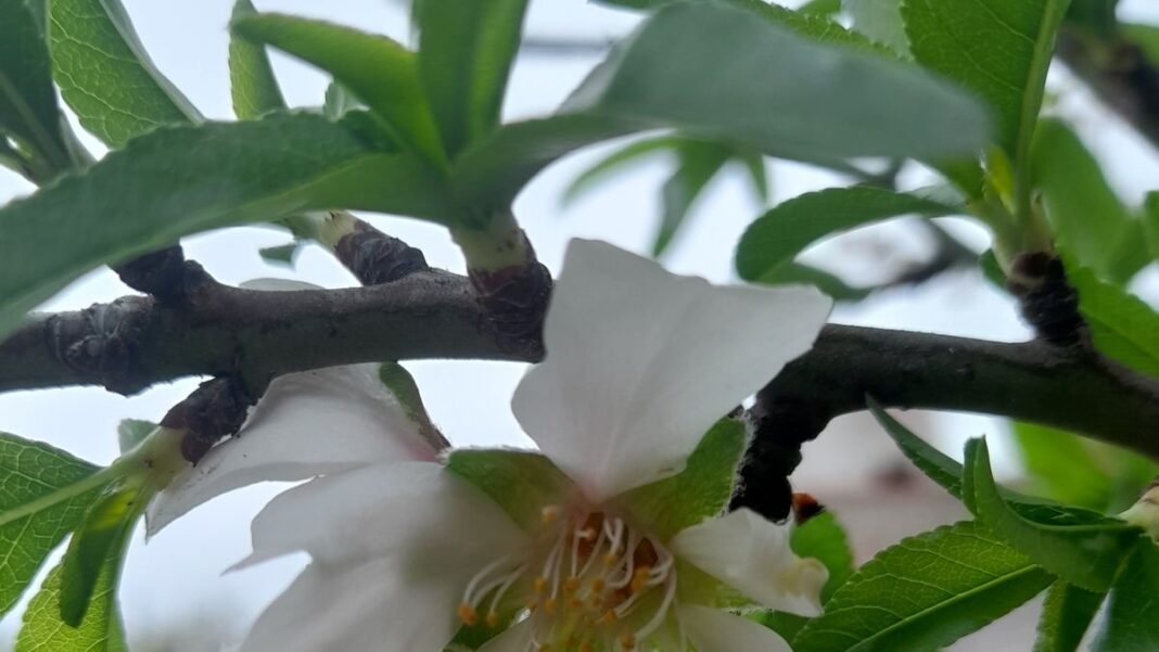 Almendro con flores en un jardín en Catamarca