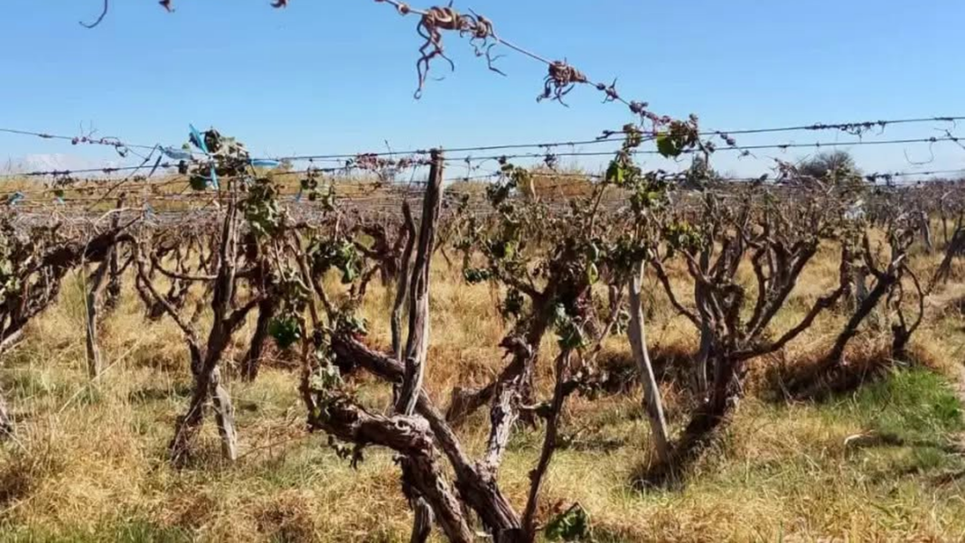 Viñedos en Fiambalá afectados por la helada