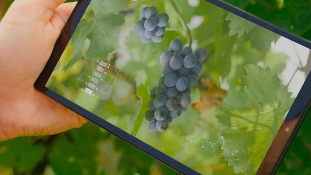Viñedo argentino con tecnología de monitoreo remoto y maquinaria agrícola