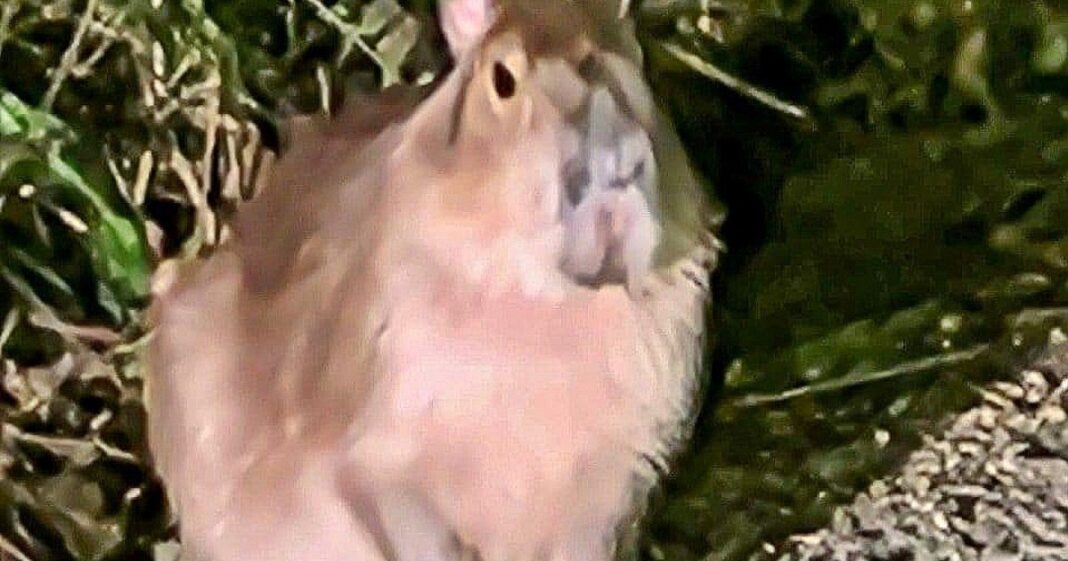 Capibara Samba en el zoológico de Marwell
