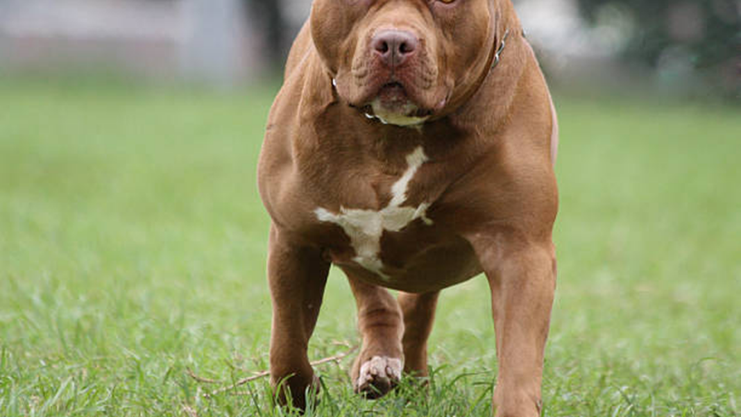 Imagen de un perro pitbull en una vivienda