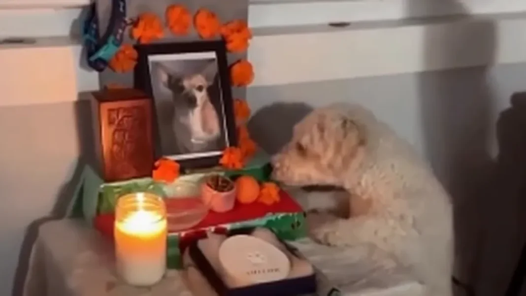 Altar con fotografía, juguetes y velas para recordar a una mascota fallecida