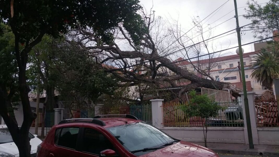 Árbol caído en el predio del Hospital de Niños tras el temporal de viento